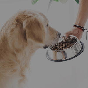 guide-to-choosing-best-dog-food-(1)