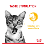 مزیت Sensory Taste Chunks in gravy royal canin cat food